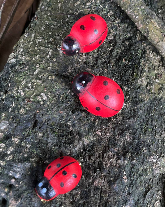 Ladybug